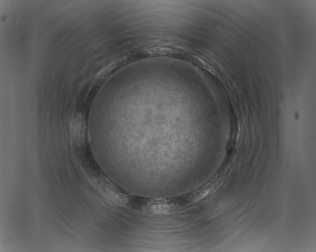 X0000067390228200603311307