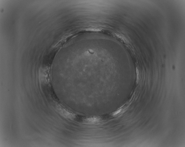 X0000067390237200603311307