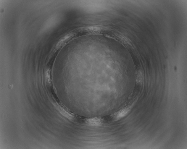 X0000067390238200603311307