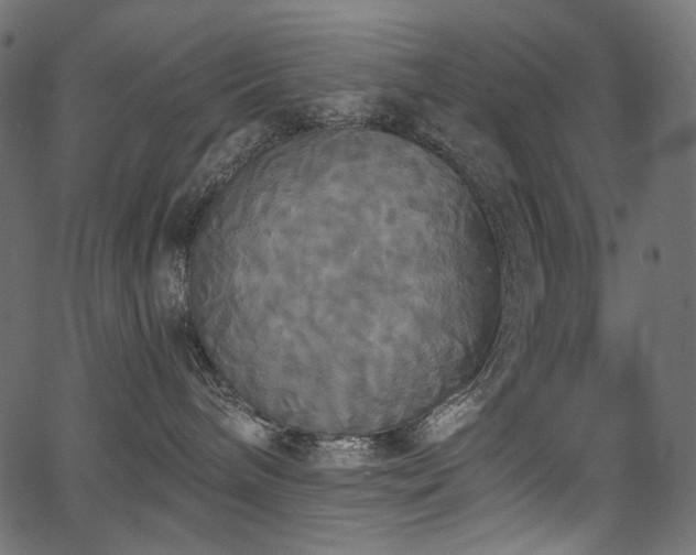 X0000067390240200603311307