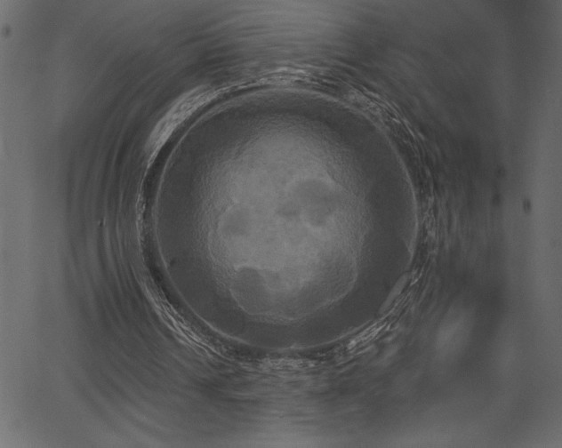 X0000067390242200603311306