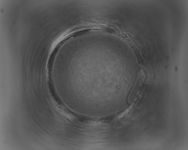 X0000067390246200603311306