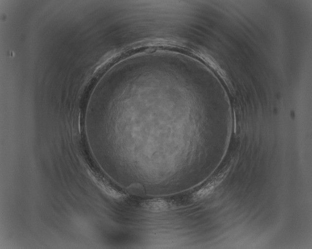 X0000067390253200603311306