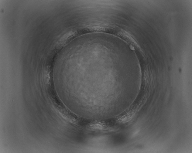 X0000067390259200603311306