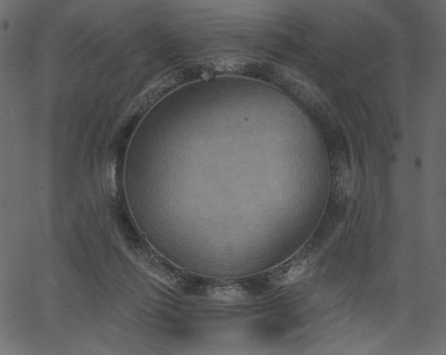 X0000067390262200603311306