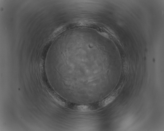 X0000067390265200603311306