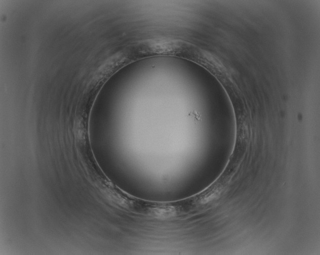 X0000067390317200603311305