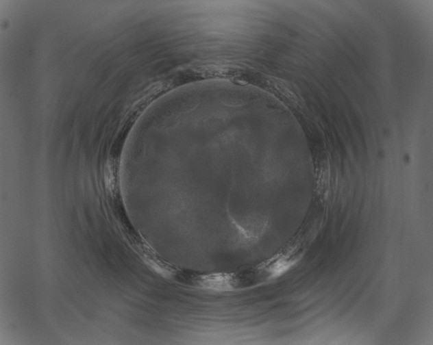 X0000067390335200603311305