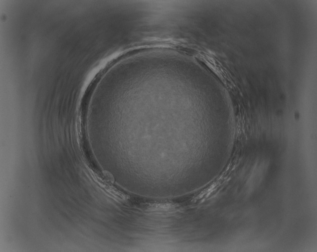 X0000067390342200603311304