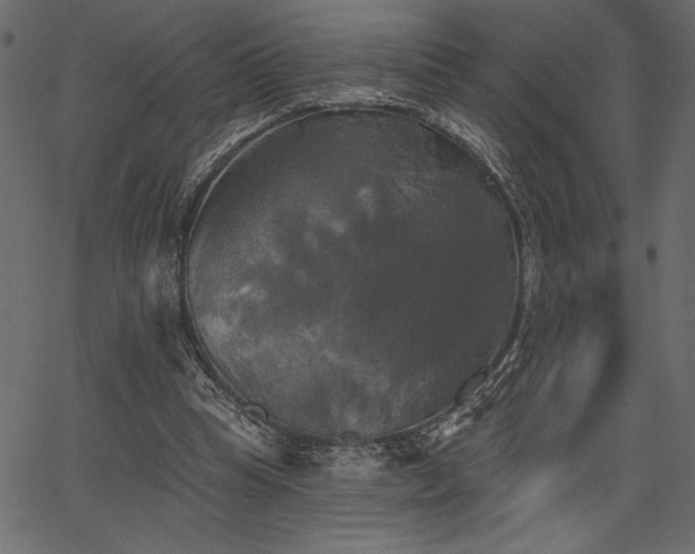 X0000067390345200603311304