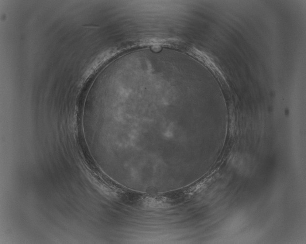 X0000067390346200603311304