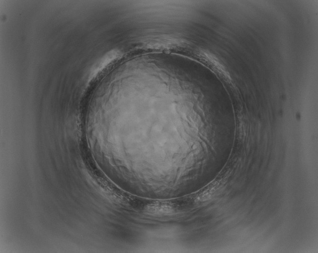 X0000067390354200603311305