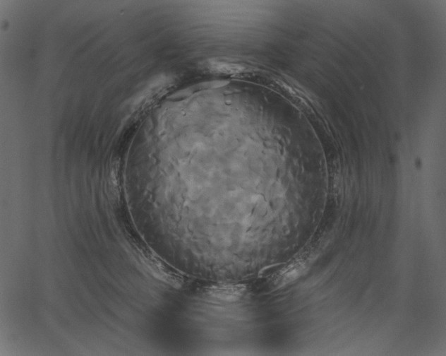 X0000067390373200603311305