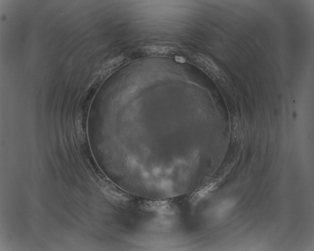 X0000067390377200603311305