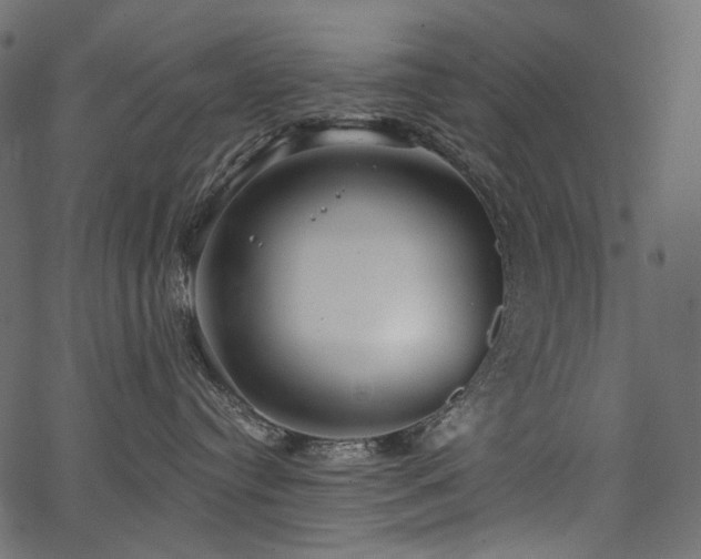 X0000067390384200603311305