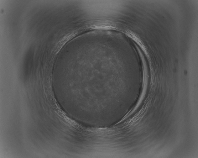 X0000067390385200603311304