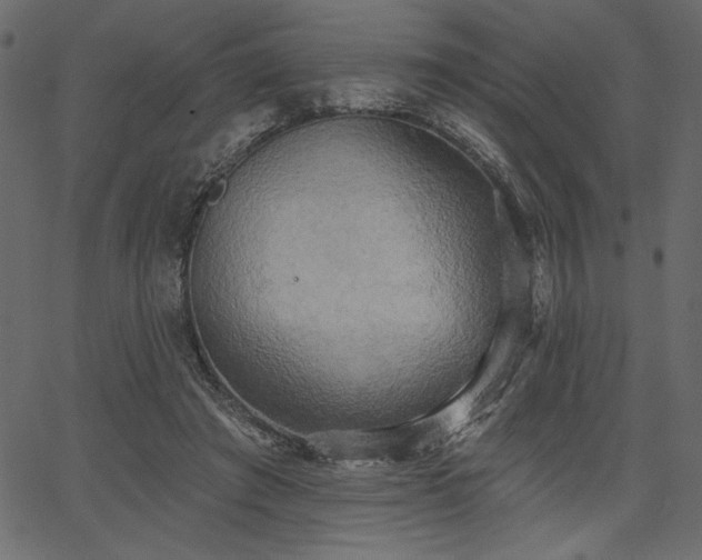 X0000067390401200603311304