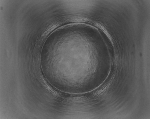 X0000067390433200603311303