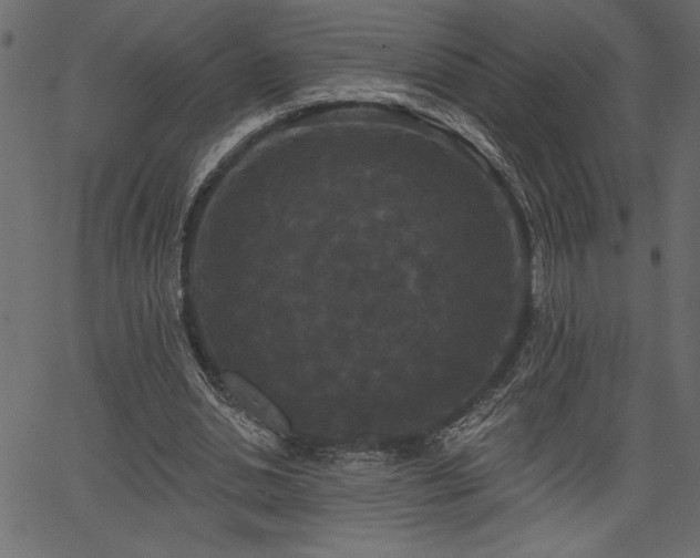 X0000067390438200603311303