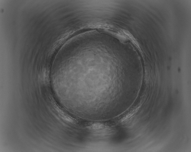 X0000067390441200603311303