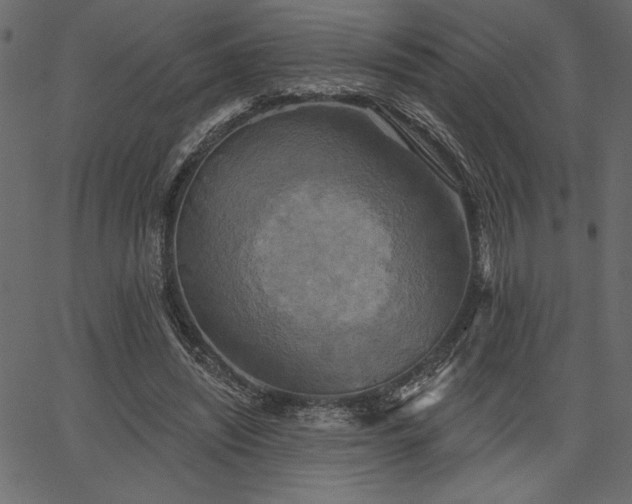 X0000067390444200603311303