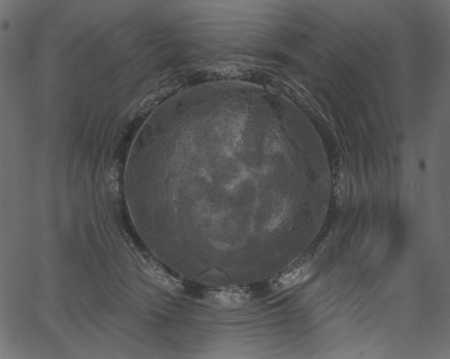 X0000067390466200603311303