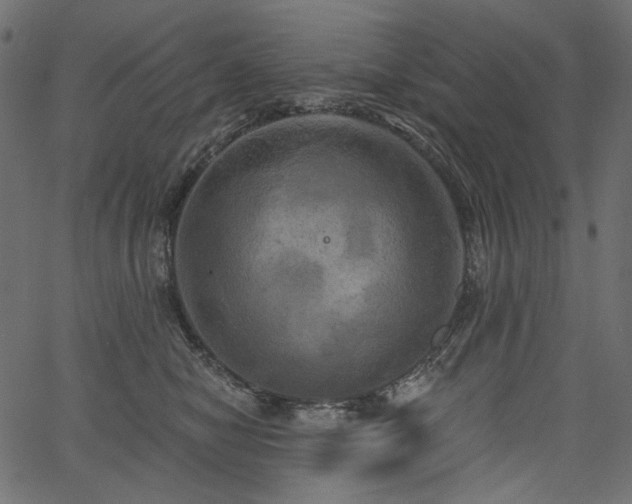 X0000067390470200603311303