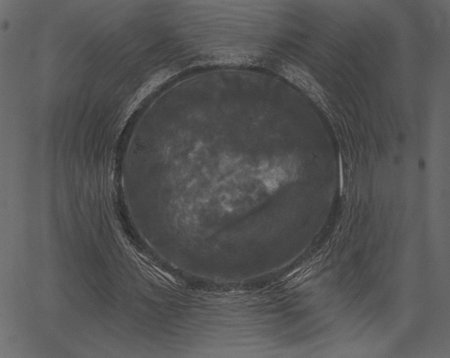 X0000067390483200603311303