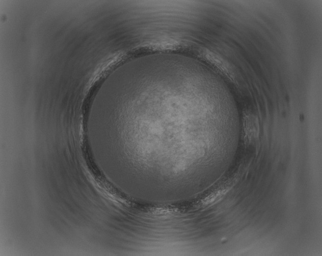 X0000067390494200603311302