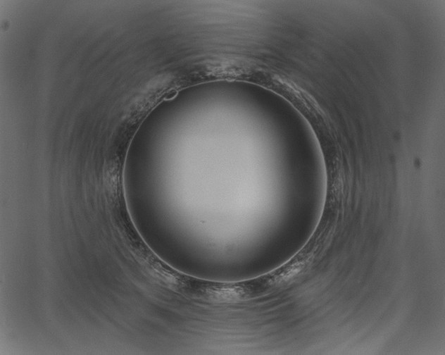 X0000067390513200603311302