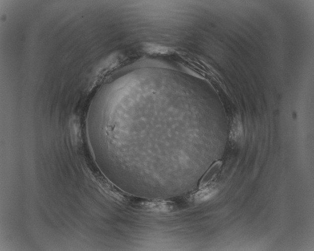 X0000067390524200603311302