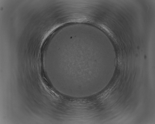 X0000067390532200603311301