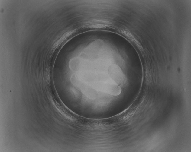 X0000067390533200603311301