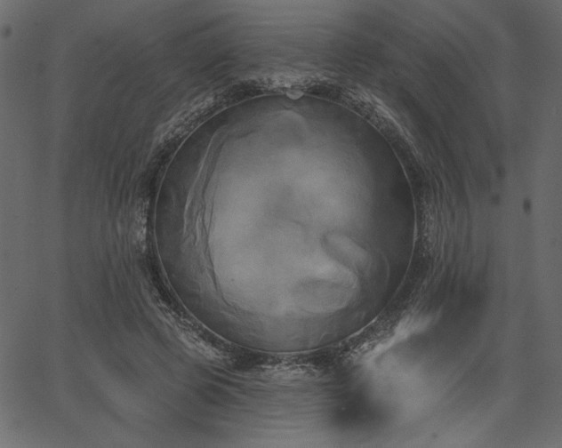 X0000067390545200603311301