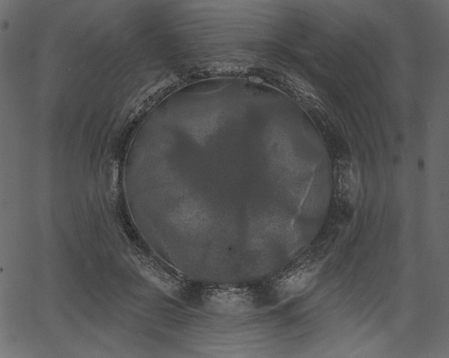 X0000067390550200603311301