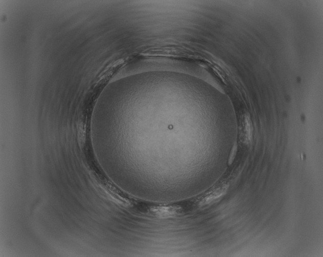 X0000067390558200603311302