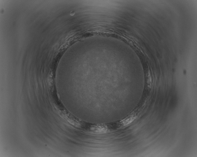 X0000067390559200603311302