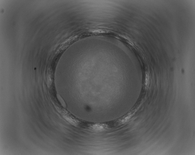 X0000067390566200603311302