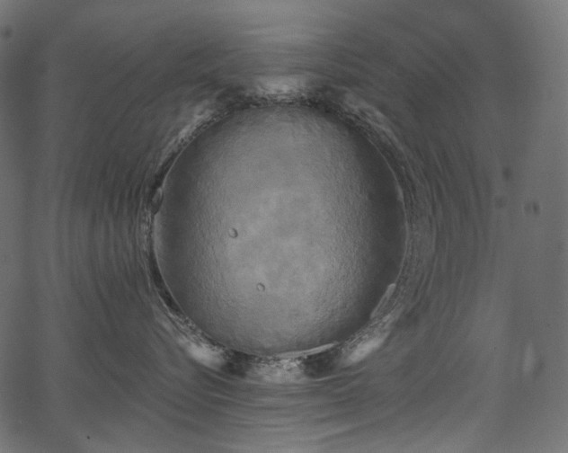 X0000067390576200603311302