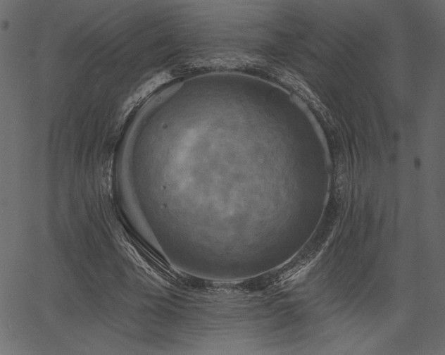 X0000067390585200603311301