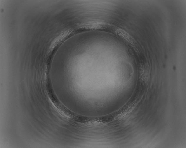 X0000067390586200603311301