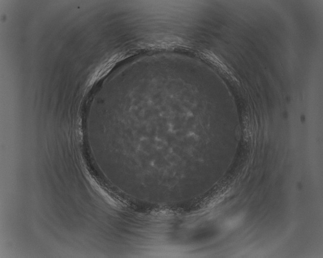 X0000067390634200603311300