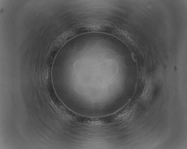 X0000067390645200603311300