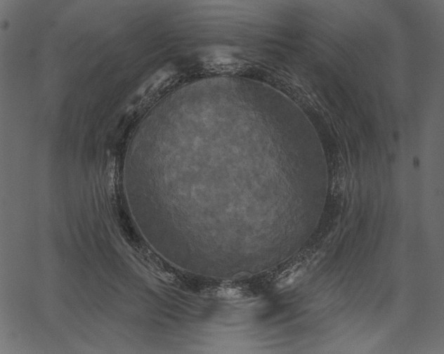 X0000067390647200603311300