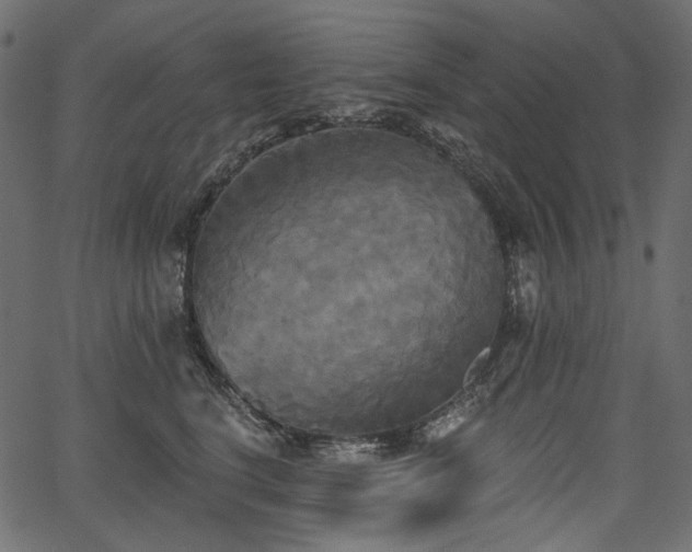 X0000067390664200603311300