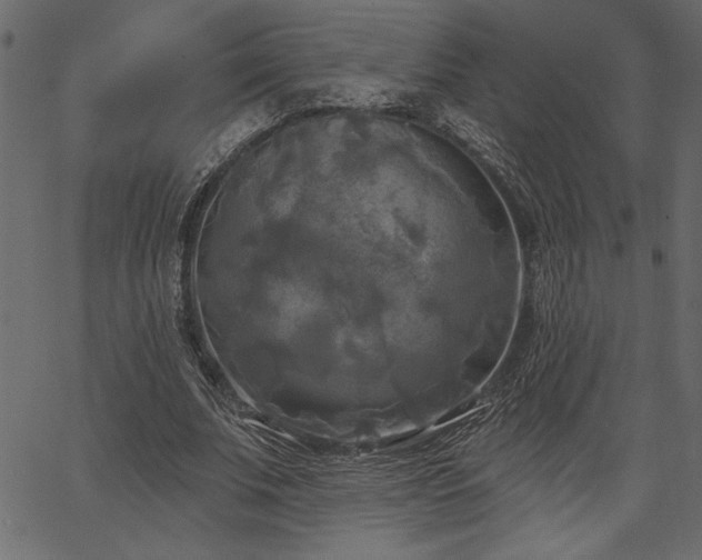 X0000067390679200603311259