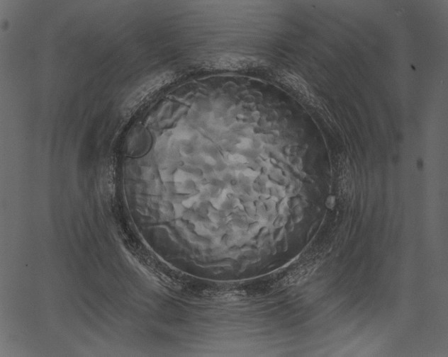 X0000067390683200603311259