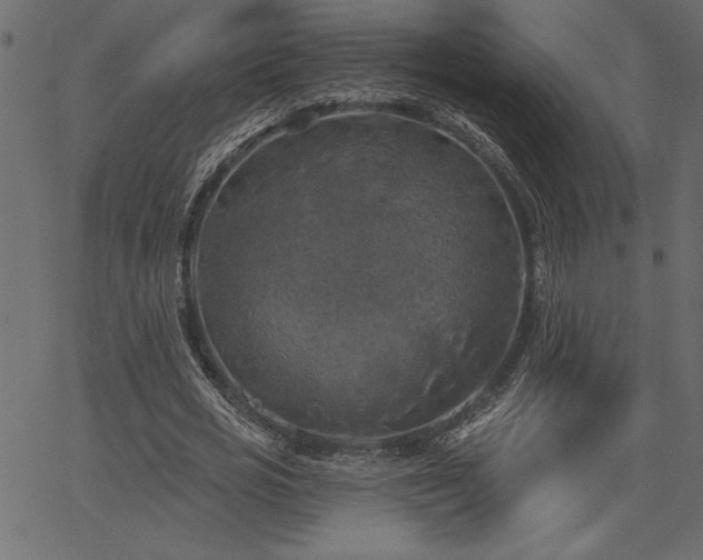 X0000067390725200603311258