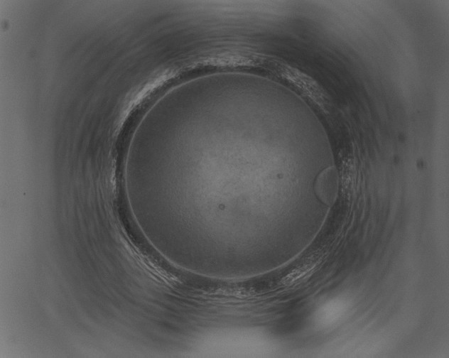 X0000067390727200603311258