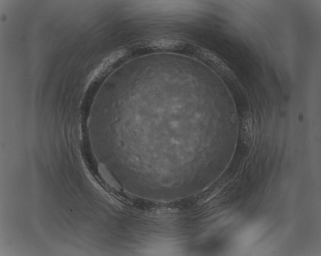 X0000067390734200603311258